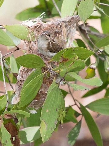 Brown-backed Honeyeater (Ramsayornis modestus)
